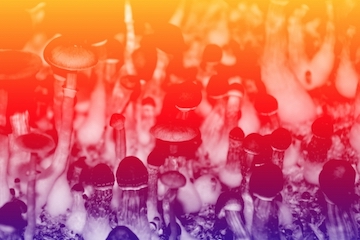 psychedelic mushrooms